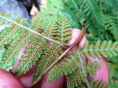 Hypolepis sparsisora