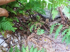 Hypolepis sparsisora