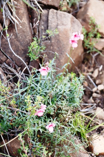 Image of Diascia integerrima by (c) Tony Rebelo, some rights reserved (CC BY-SA)
