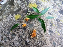 Maytenus acuminata acuminata