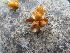 Maytenus acuminata acuminata