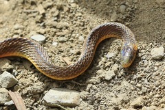 Atractus lehmanni