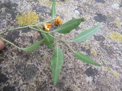 Maytenus acuminata acuminata