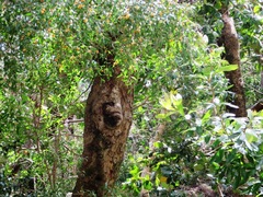 Maytenus acuminata acuminata