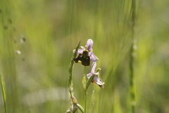 Ophrys holosericea, photograph Patrick Meurin, CC BY, iNaturalist via GBIF