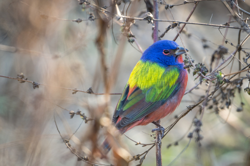 Papstfink (Passerina ciris)