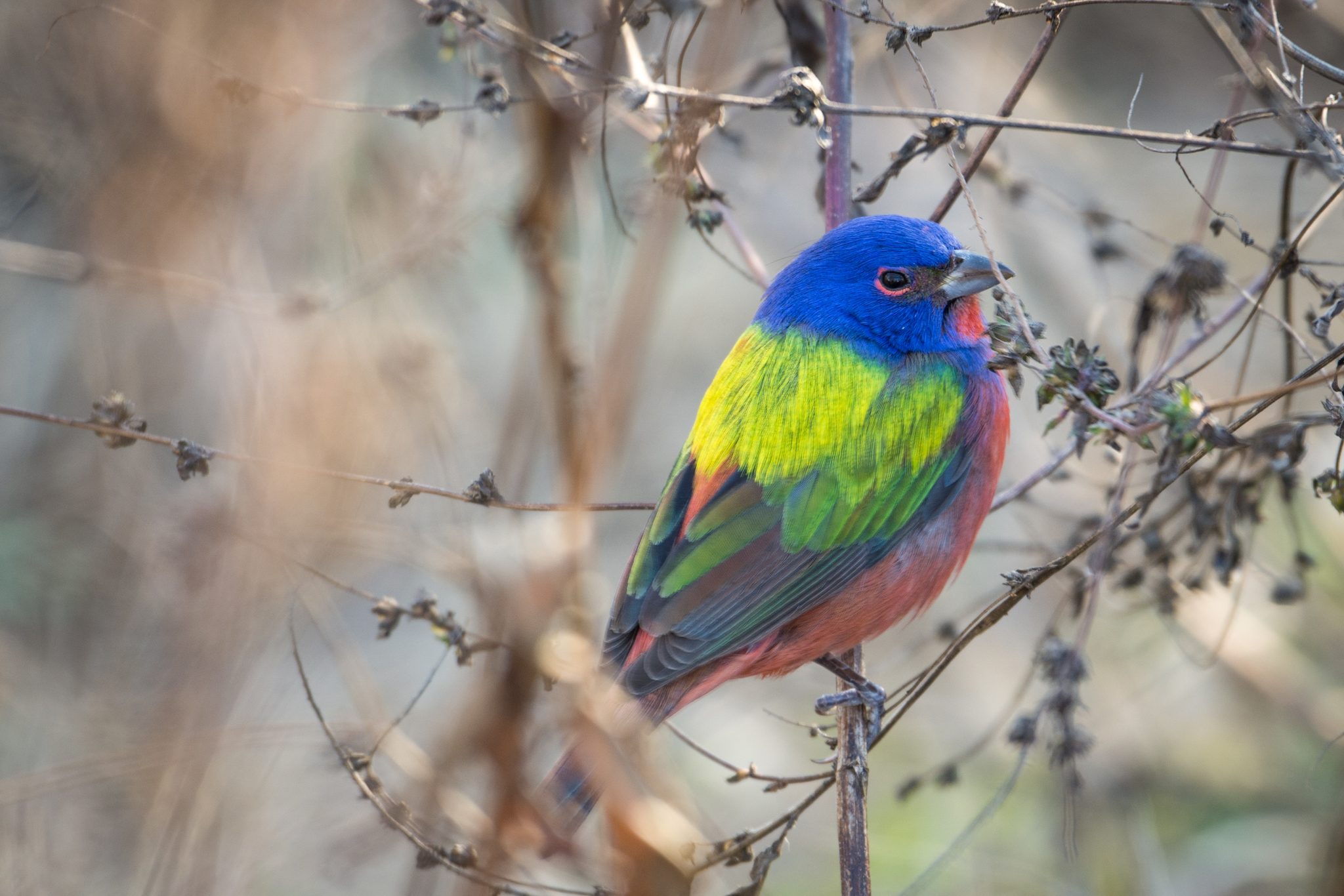 Painted Bunting illustration