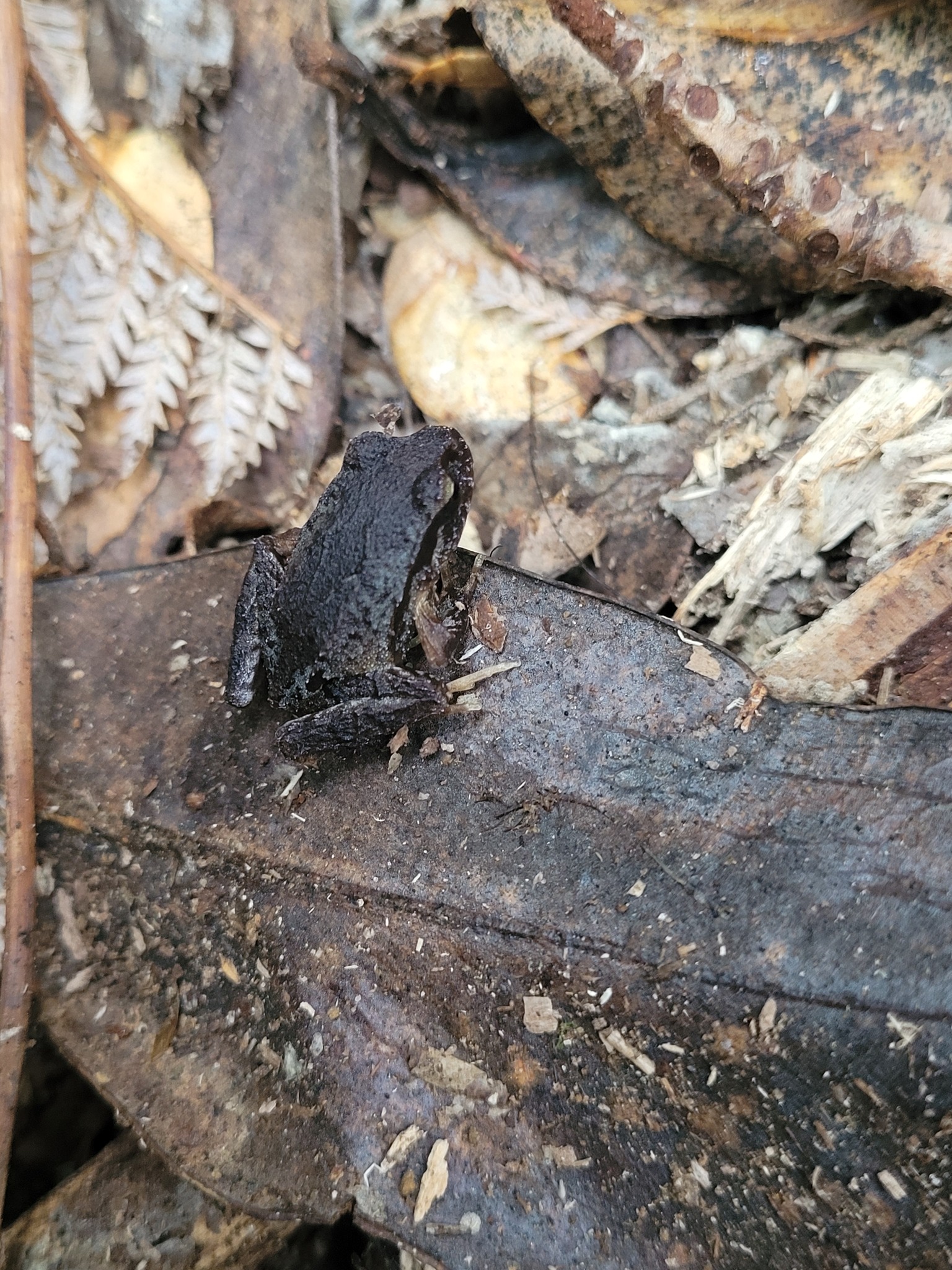 Eupsophus altor Nuñez, Rabanal & Formas, 2012