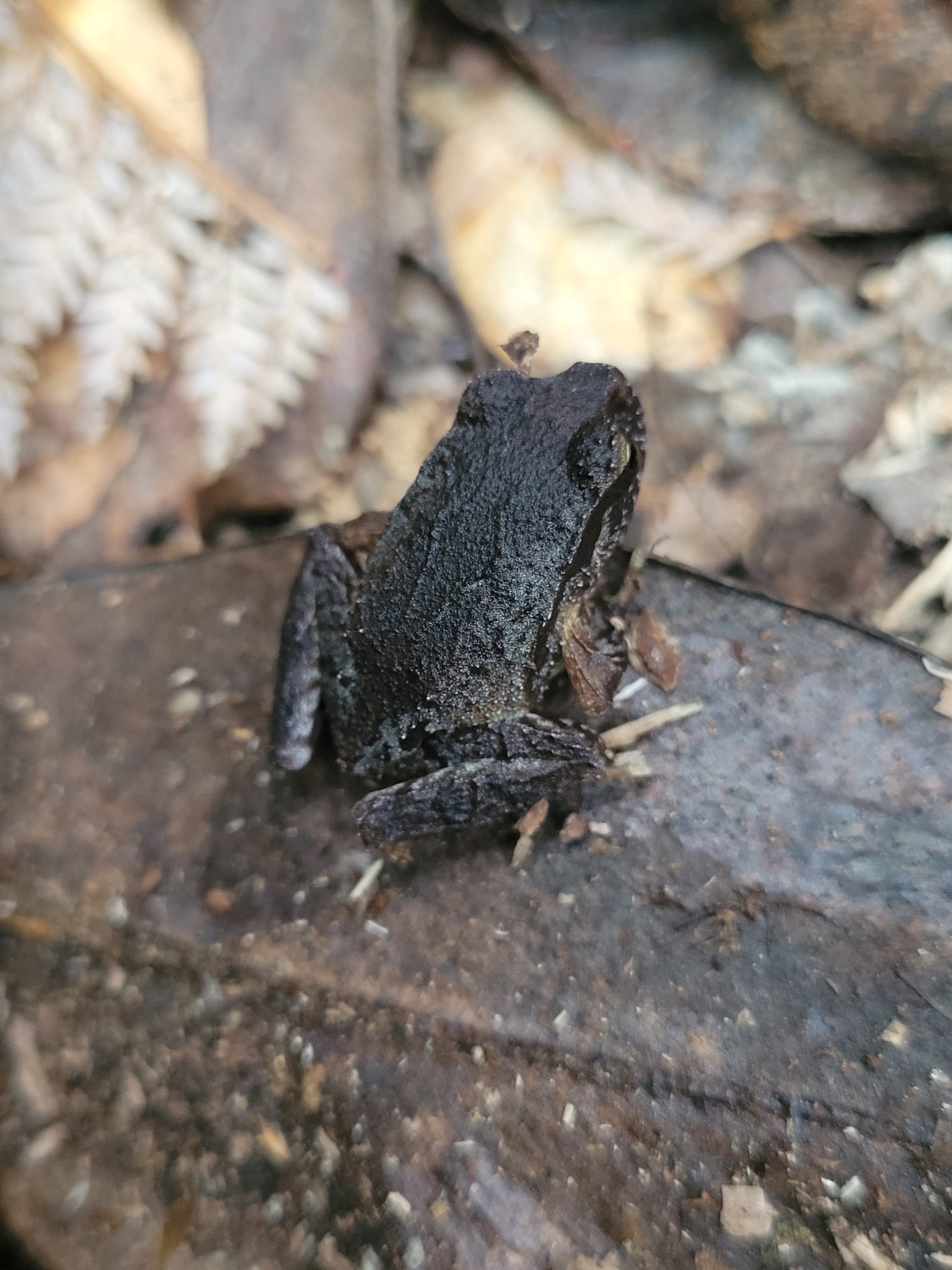 Eupsophus altor Nuñez, Rabanal & Formas, 2012