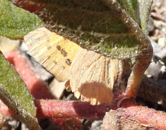 Chrysoritis chrysaor