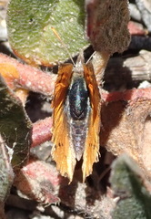 Chrysoritis chrysaor