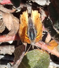 Chrysoritis chrysaor