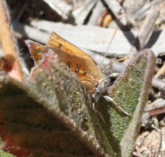 Chrysoritis chrysaor