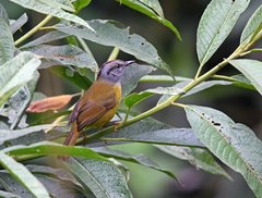 Myiothlypis coronata