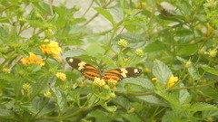 Heliconiini