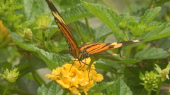 Heliconiini