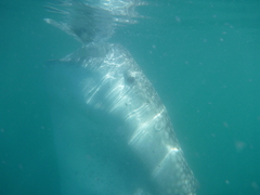 Rhincodon typus