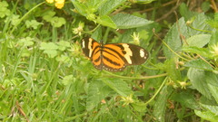 Heliconiini