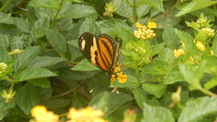 Heliconiini