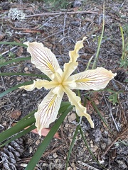 Iris purdyi