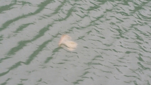 Jelly Blubber, photo 9 of 9