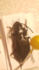 Pterostichus multipunctatus