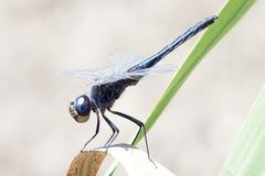 Selysiothemis nigra