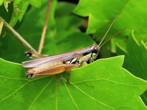 Atlantic Grasshopper photo 6