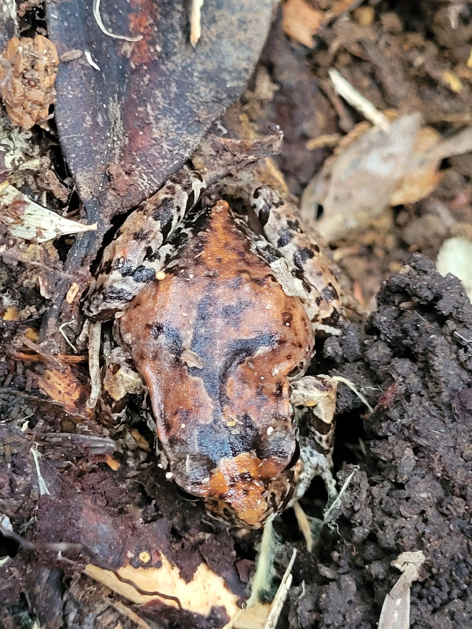 Eupsophus calcaratus (Günther, 1881)