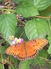 Dione vanillae