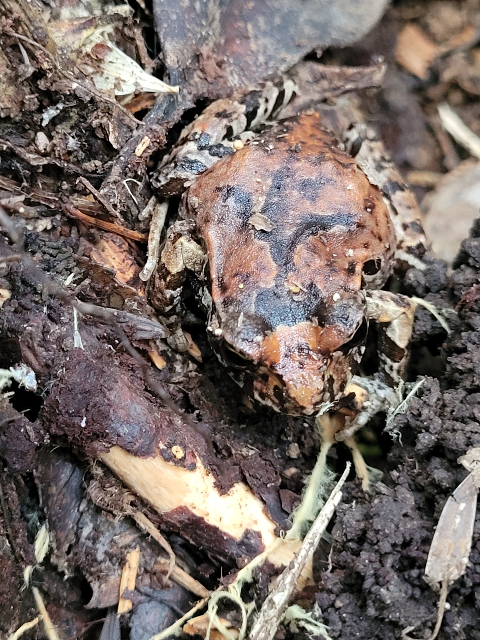 Eupsophus calcaratus (Günther, 1881)