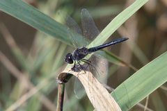Selysiothemis nigra