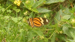 Heliconiini