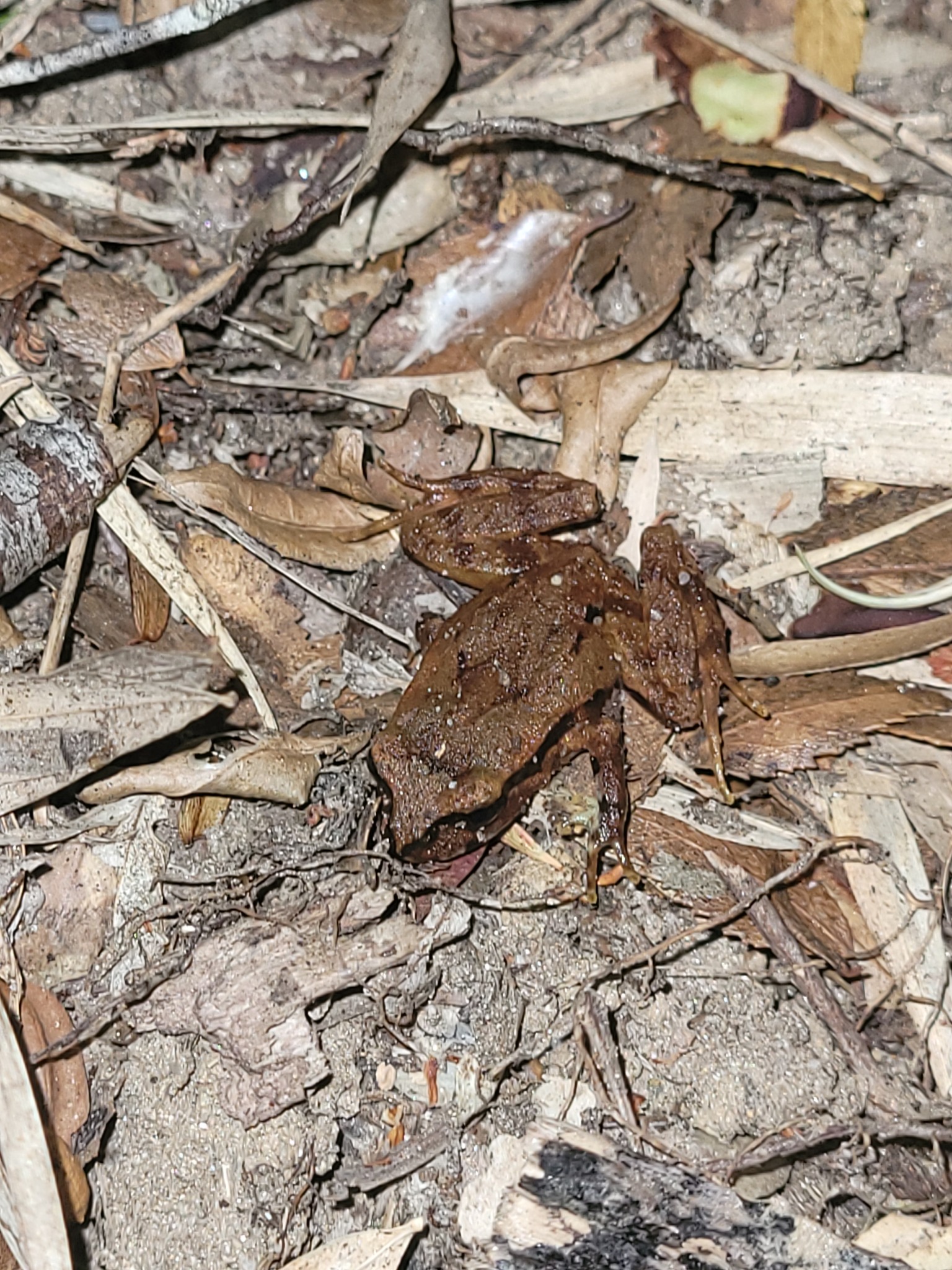 Eupsophus calcaratus (Günther, 1881)