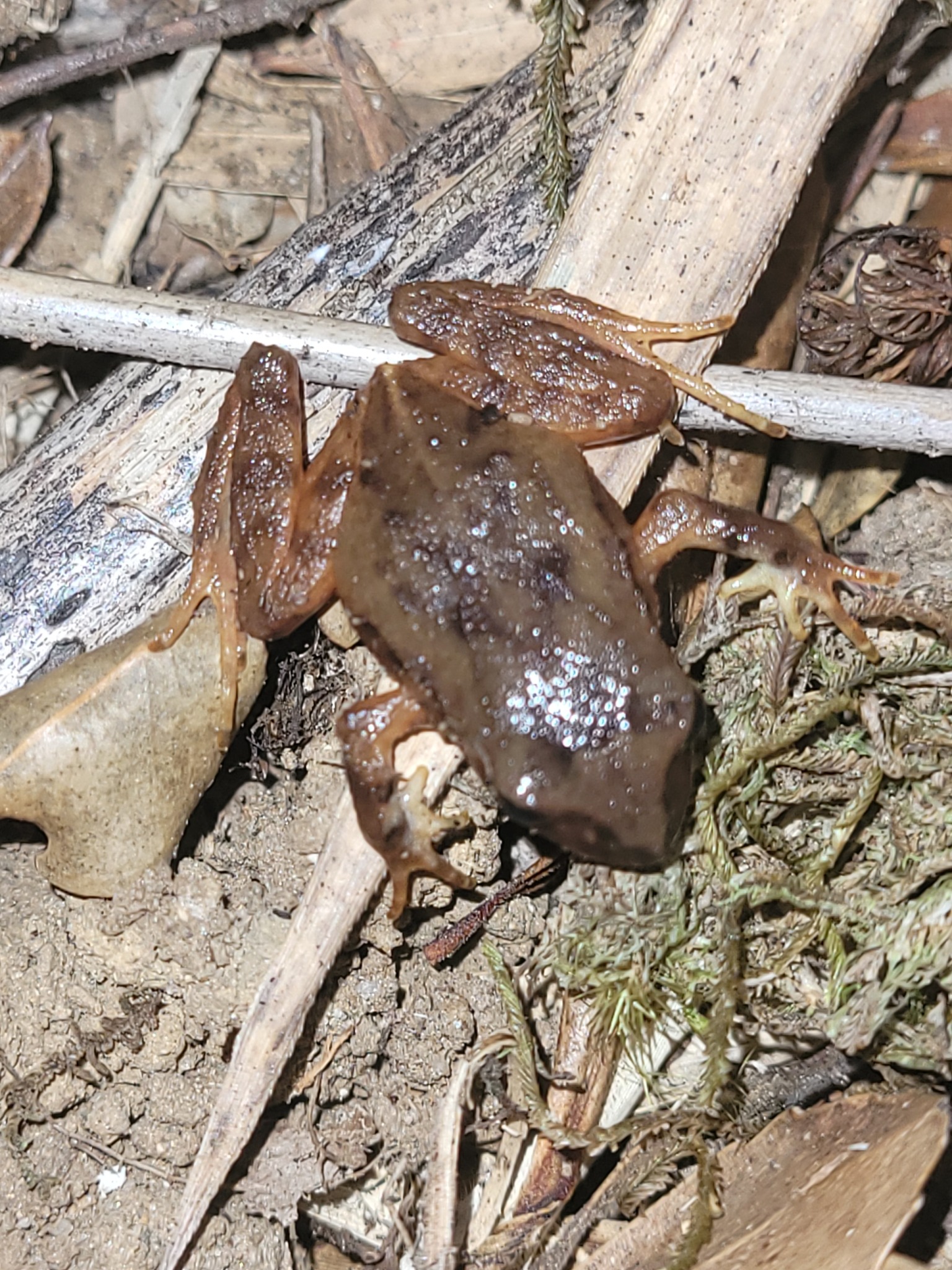 Eupsophus calcaratus (Günther, 1881)