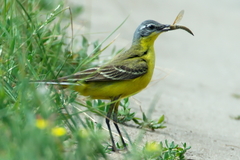 Motacilla flava