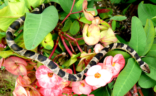 Photo of a Baker's Cat-eyed Snake (Leptodeira bakeri)