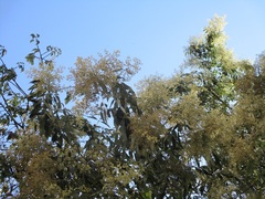 Plagianthus regius