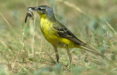 Motacilla flava