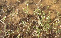 Gratiola quartermaniae