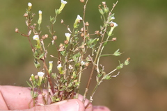 Gratiola quartermaniae