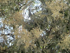 Plagianthus regius