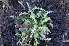 Cirsium fontinale obispoense