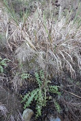 Cirsium fontinale obispoense