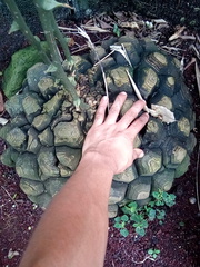 Dioscorea mexicana