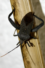 Acanthocephala femorata