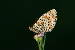 Achillea roseo-alba