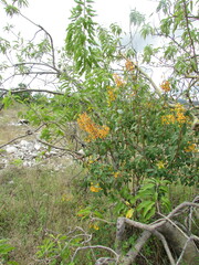 Galphimia speciosa