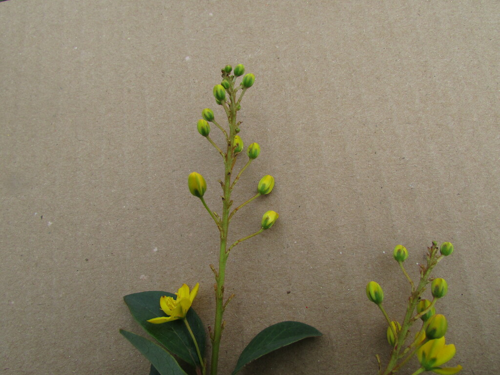 Galphimia speciosa; photograph (c) Carlos Martorell, some rights reserved (CC BY)