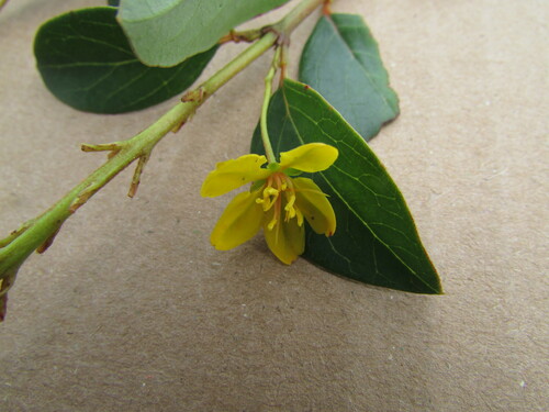 Galphimia speciosa, photograph 2